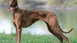 Полски borzaya - funger пад лов